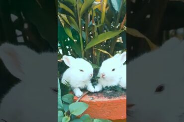 Cute rabbit #shorts