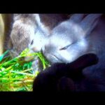 Cute Baby Bunny Rabbits Eating Grass