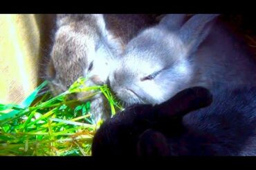Cute Baby Bunny Rabbits Eating Grass