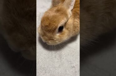 #cute #rabbit #shorts
