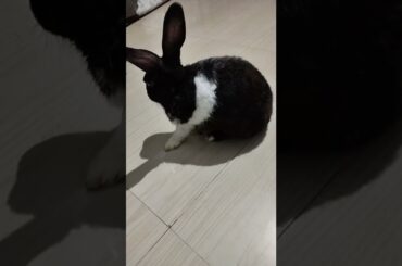 so cute bunny#rabbits #shorts