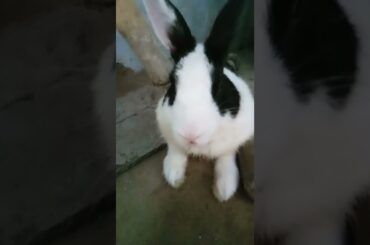 cute rabbit