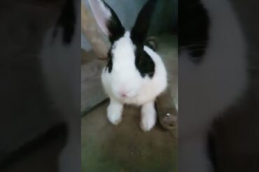 cute rabbit
