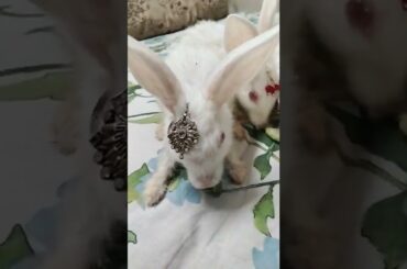 Cute #rabbit #bunny #shorts #vlog #baby video #chubby #bunny #shortvideo
