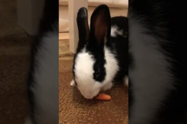 Cute Rabbit Eating A Carrot