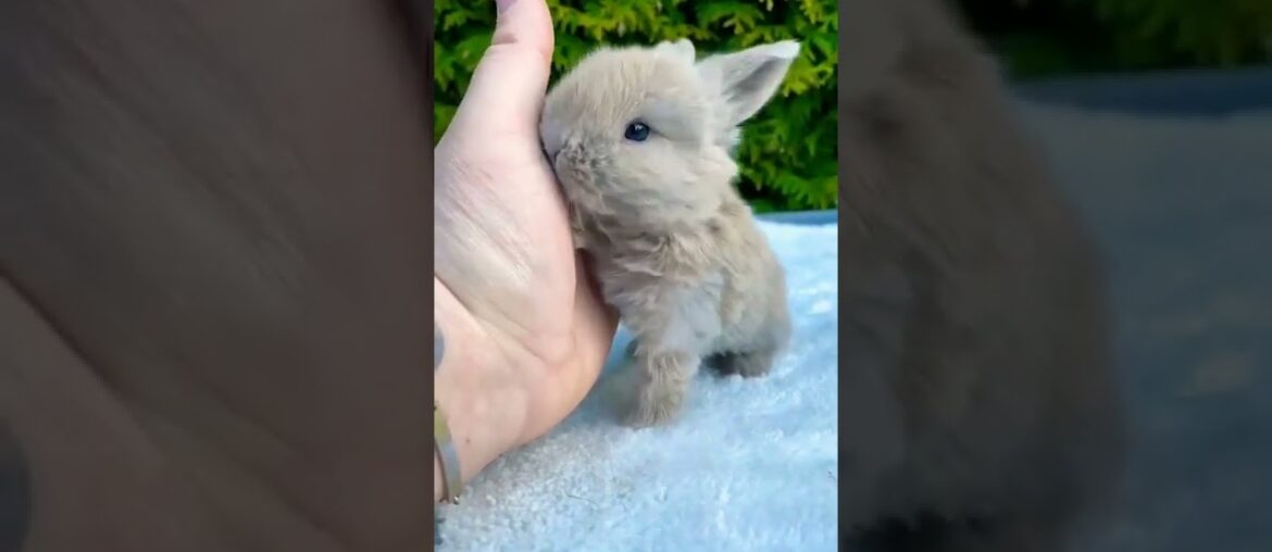Cute Baby Rabbit Licking Hand #short #shorts #rabbit #bunny #animal #animals #pets #pet #cuteanimals