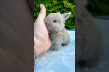 Cute Baby Rabbit Licking Hand #short #shorts #rabbit #bunny #animal #animals #pets #pet #cuteanimals