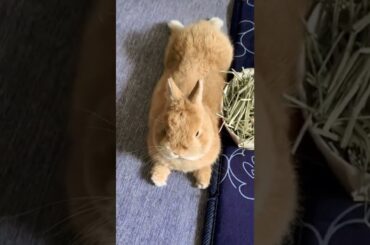 How Cute Baby Rabbit Short Video #short #shorts #rabbit #bunny #animal #animals #pets #pet #cute