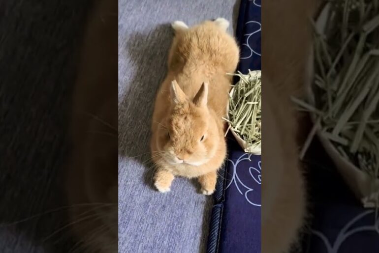 How Cute Baby Rabbit Short Video #short #shorts #rabbit #bunny #animal #animals #pets #pet #cute