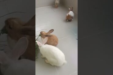 #c71 cute bunny rabbits at morning #shorts