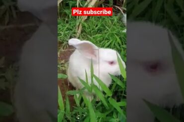 cute bunny