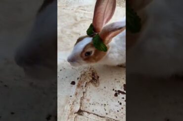 cute bunny with mint band |  #shorts