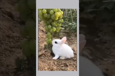 cute rabbit||most cute bunny||cutest animal#short#cute#shorts#trending