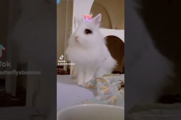 Cute gentleman bunny #cute #bunny #fluffy