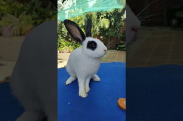 cute bunny #animals