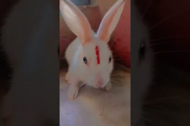 cute rabbit #shorts #ytshorts u.s short