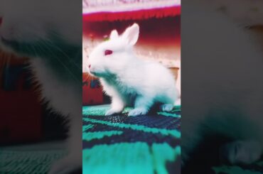 my cute rabbits #shorts #viral