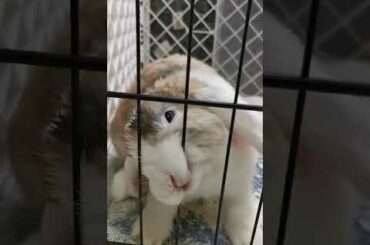 Super Cute Bunny Rabbit Biting #shorts