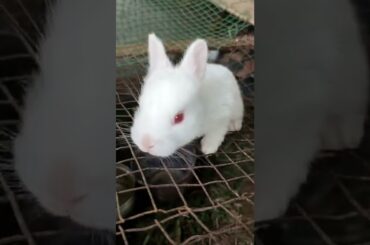Cute rabbit || pets love || cute animals || rabbit lover