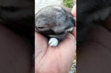 CUTE BUNNIES ADORABLE BUNNY