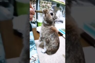Cute Baby Rabbit Feeding Time #shorts #short #rabbit #bunny #animal #animals #pets #pet #cuteanimals