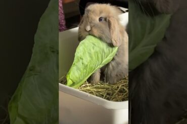 Cute bunny rabbit gets caught eating cabbage