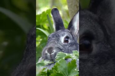 Funny  Rabbit||cute Rabbit ||rabbit framing