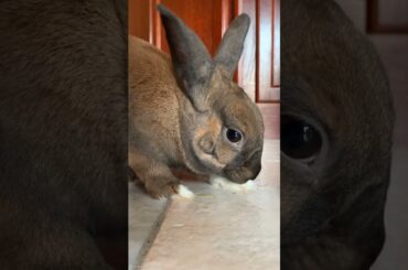 cute bunny drooling #shorts