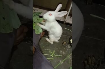 #cute bunny#gori#video#fun#babu