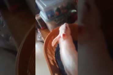 cute rabbit