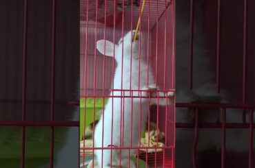 Little Cute Bunny #shorts