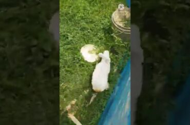 cute rabbit #shorts #rabbit #youtubeshorts