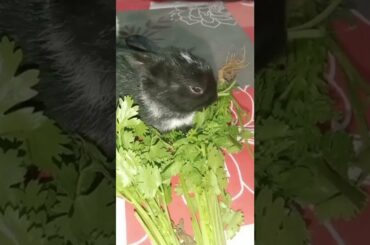 cute baby bunny eating coriander#youtubeshorts