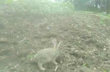 Cute baby rabbit roaming in the cotton field
