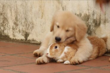 Funny Dog and Cute Baby Rabbit Videos