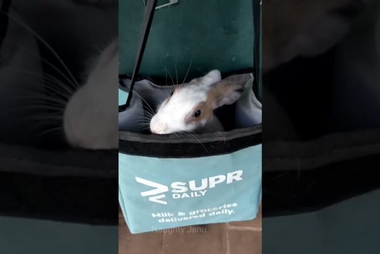 Cute Rabbit inside bag |#shorts