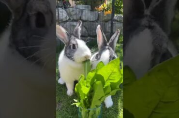 Cute Bunny!#shorts #bunny #baby #trending