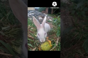 cute rabbit || #shorts