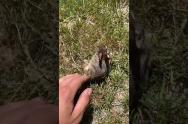 Wild Baby bunny #shorts #shortsvideo #bunny #wildlife
