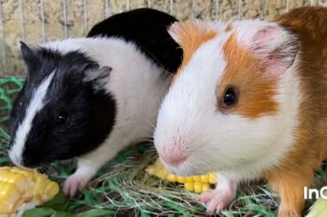 Cute mouse and cute bunny visit the mouse house