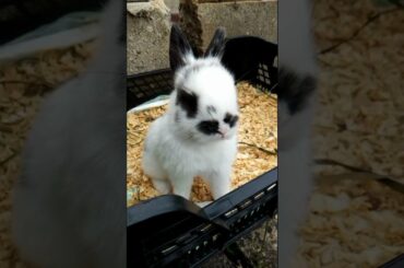 CUTE BUNNY FUNNY BABY BUNNY