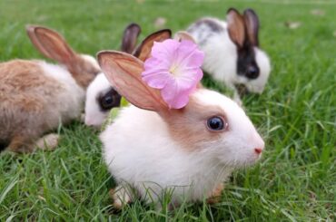 Cute Baby Bunny Rabbits #rabbit #bunny