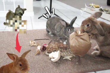 Rabbit Roots! Bunny and Parents. Baby Bunny Footage!