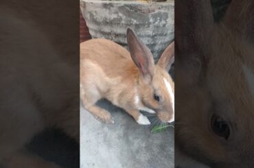 cute Rabbit outside enjoying | Brown Rabbit #rabbits