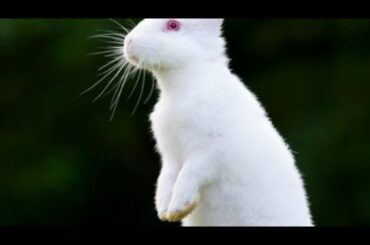 Cute Baby Rabbits Playing,Feeding Activities | Bunny Rabbit (Baby Rabbits)