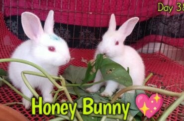 Day 388! How to feed one month old cute bunny rabbit!  Cute bunny funny activities!  Funny rabbits!
