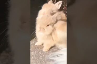 Cute Baby Rabbit Short Video #short #shorts #rabbit #bunny #animal #animals #cuteanimals #pet #pets