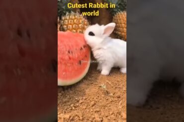 Cutest animal in world|cute Rabbit|Cutest rabbit #animal#rabbit
