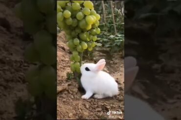 cute rabbit - #shorts