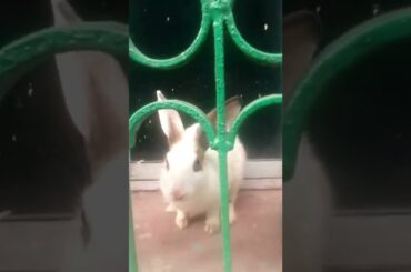 Shiv thandav song Cute baby rabbit #shorts